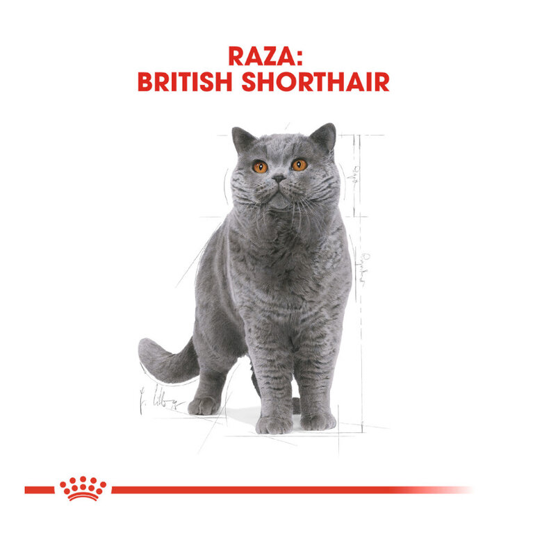 Royal Canin Adult British Shorthair ração para gatos  , , large image number null